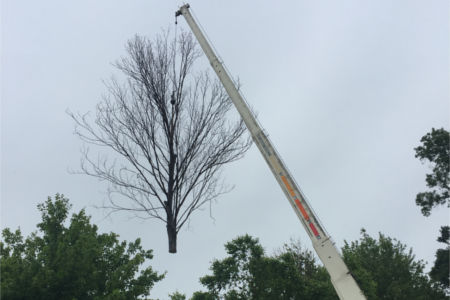 Tree being removed in Mentor OH